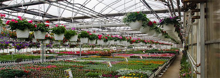 Nursery Green House